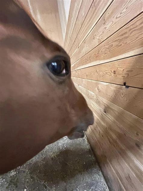 Side Eye Horse Meme .